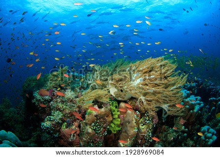 Colourful coral reef scene with little fish. Underwater image taken on scuba diving trip in Indonesia.
