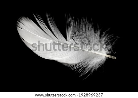 white duck feathers isolated on black background Royalty-Free Stock Photo #1928969237