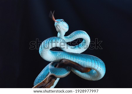 Blue Insularis viper or blue viper stand on the branch with its tounge come out and ready to attack. it so dangerous reptile in the world that nocturnal