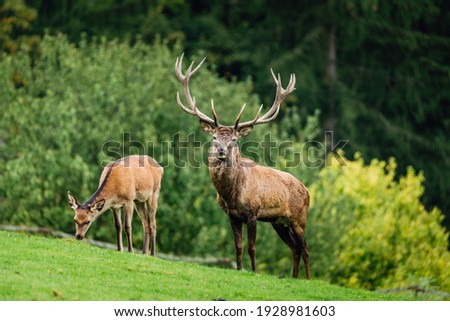 Wild old male red deer is looking to camera by the female red deer on green grass with blurred green bushes  in the background. Nice sunny weather. Royalty-Free Stock Photo #1928981603