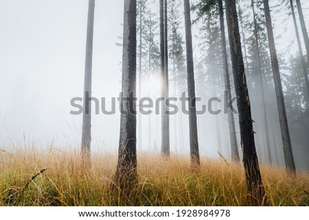 Tall long trees in morning sun light, foggy forest and orange grass. Morning atmosphere with low blowing wind.
