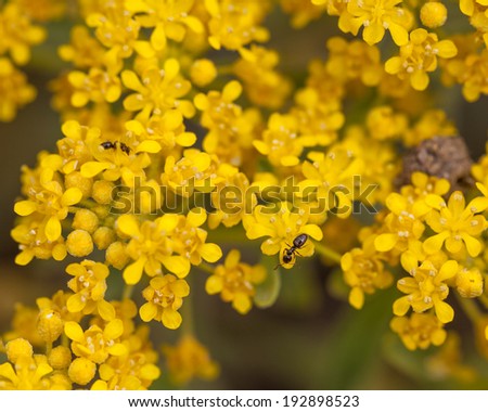 Yellow wild flowers with small ants