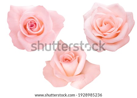 Pink rose isolated on the white background. Photo with clipping path. Royalty-Free Stock Photo #1928985236