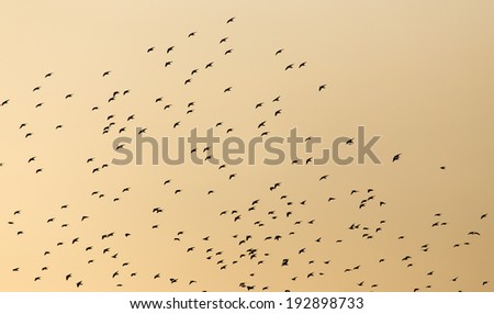 A flock of birds in the sky at sunset