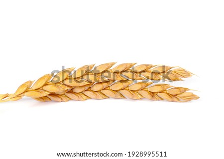 a bright closeup of a bunch of golden ripe dinkel hulled wheat Spelt Spelt (Triticum spelta dicoccum) rye grain relict crop health food ready for harvest isolated on white Royalty-Free Stock Photo #1928995511