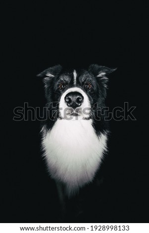 Portrait of black and white border collie. Dog is sitting and looking to camera. Studio photo with black never ending background. 