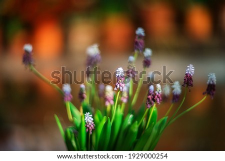 
Beautiful spring purple flowers on blurred natural background