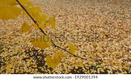 Yellow fallen leaves of many ginkgo trees in the park