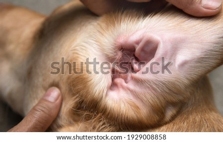 Part of pet body Interior of dog’s ear being held open for cleaning at a vet visit, yellow Dudley Labrador or golden retriever wearing red collar, Dog healthcare and skin allergy concept Royalty-Free Stock Photo #1929008858