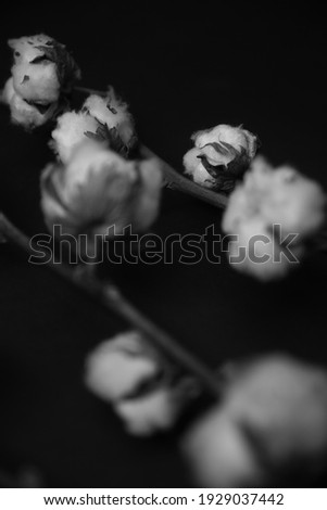macro photography of natural cotton, beautiful blurring and dark abstraction in the background, black and white photo of dry plants