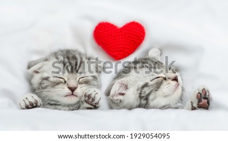 Dreaming kittens sleep with heart on a bed under warm white blanket. Valentines day concept. Top down view
