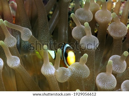 A Clark's anemonefish inside a Bubble-tip Anemone Boracay Philippines                           