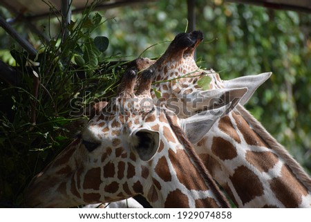 Two giraffe are eating leaves 