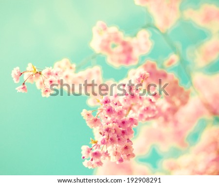 Cherry blossoms over turquoise sky