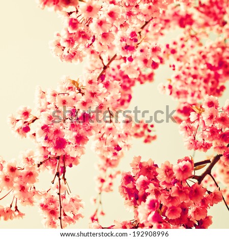 Cherry Blossoms, Vintage