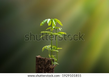 New Life concept  with seedling growing sprout from old trees.
Symbol of new beginning or business development symbolic. Royalty-Free Stock Photo #1929101855