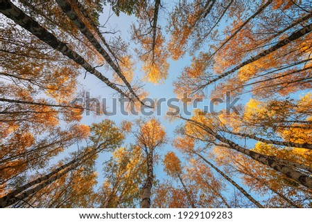 Autumn scenery. Bottom view of the tops of birch trees with colorful yellow leaves against blue sky background. Fall forest wide angle view from below