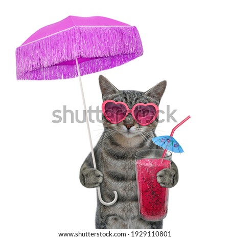 A gray cat in a pink sunglasses drinks a fruit juice under a umbrella. White background. Isolated.