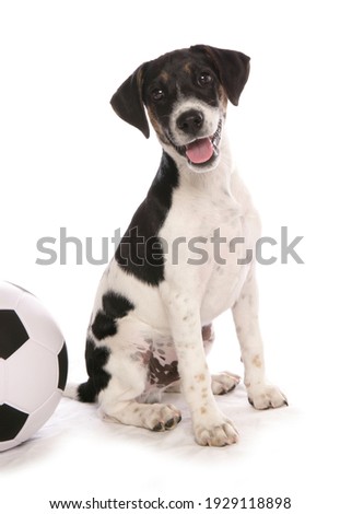 Jack Russell Terrier with a football isolated on a white background