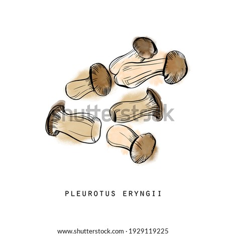 Watercolor sketch illustration of mushrooms pleurotus eryngii