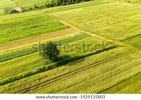 Aerial view of a single tree growing lonely on green agricultural fields in spring with fresh vegetation after seeding season on a warm sunny day.