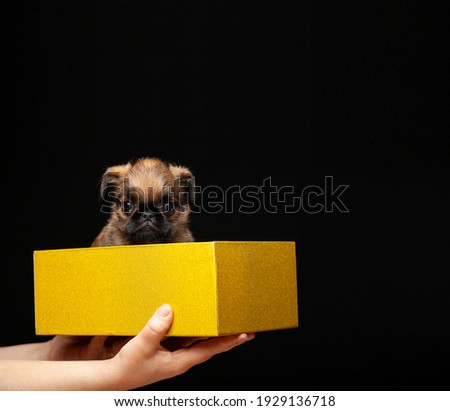 image of dog box hand dark background 