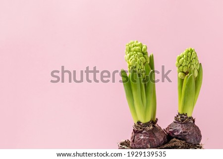spring hyacinth flowers in buds, minimalistic composition on a delicate pink background. copy space