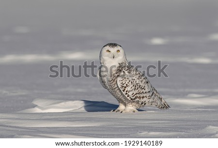 Snowy owl Bubo scandiacus standing in middle of a snow covered field in Ottawa, Canada