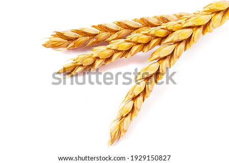 a bright closeup of a bunch of golden ripe dinkel hulled wheat Spelt Spelt (Triticum spelta dicoccum) rye grain relict crop health food ready for harvest isolated on white Royalty-Free Stock Photo #1929150827