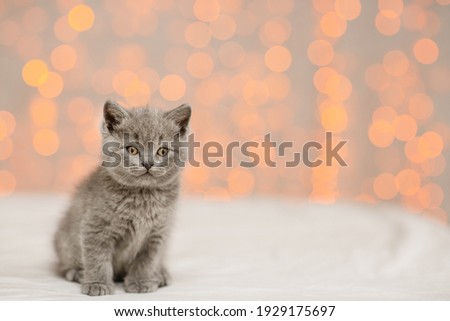 Gray fluffy kitten sits on a blanket against a background of yellow lights