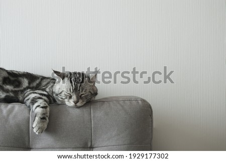 Cat sleep calm and relax on cloth sofa gray color, American shorthair classic silver, Backdrop of White wallpaper in living room with copy space, Pets with Furniture and Home decoration minimal style. Royalty-Free Stock Photo #1929177302