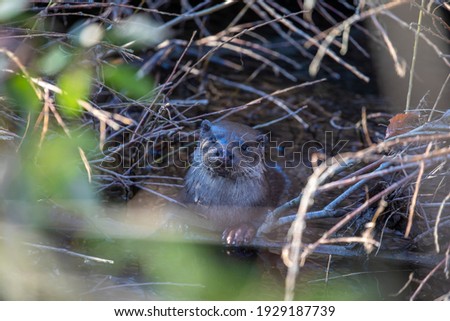 eurasian otter, lutra lutra, resting on river bank on branches during a sunny winters day in Scotland.