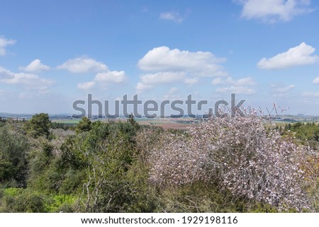 Blooming wild almond tree against the background of hills covered with green forests and a sky in clouds. Israel