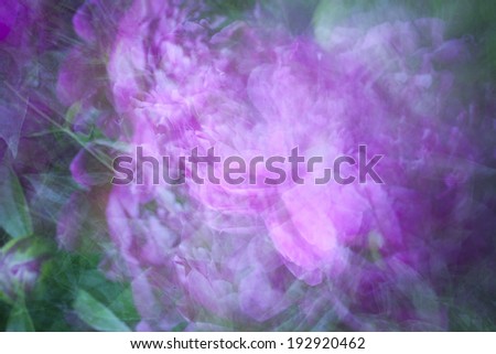 A blurry abstract floral background of purple peony flowers