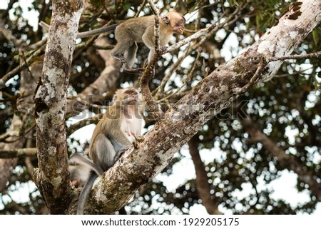 A wild live monkey sits on a tree on the island of Mauritius.Monkeys in the jungle of the island of Mauritius.