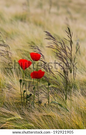 Poppies in barley field, vertical format