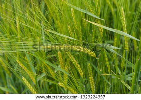 beautiful healthy green ears of barley in the field Royalty-Free Stock Photo #1929224957
