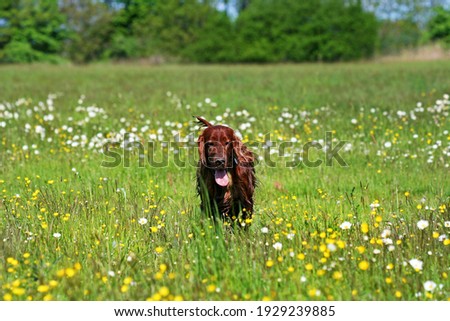 Beautiful happy irish red setter pet dog walking in the grass in the flower field . Spring, summer concept.