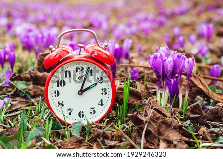 Classic alarm clock over spring flowers background. Daylight saving time reminder. Spring natural background with first flowers. Blooming crocus flowers. Spring time change background.
