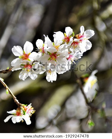 Almond tree bloomed in early spring, macro