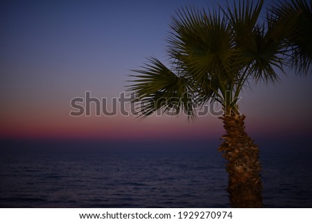 palm trees on against the dusk sea