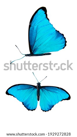 set of blue butterflies isolated on a white background. High quality photo