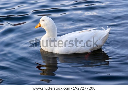 A large bright white duck with a bright orange beak swims in blue water. Wildlife. Close-up.