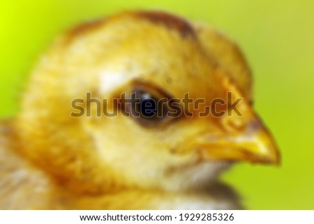 Defocused abstract background of chicken