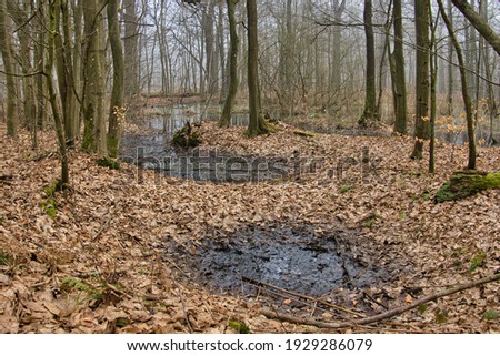 PRIMARY SWAMP FOREST. THE NATURE RESERVE "OLSZYNY NIEZGODZKIE". BARYCZ VALLEY, POLAND.