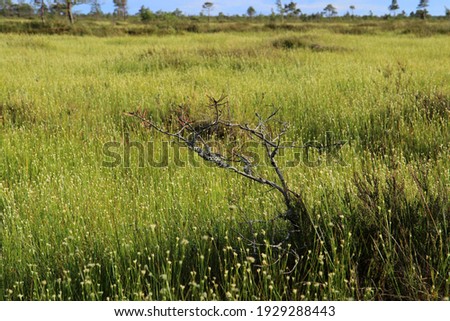View of the vast plain of the upper swamp overgrown with low dense swamp vegetation, flowers and grasses. Yelnya swamps in Belarus near the city of Miory. Gorgeous colors of nature in summer evening