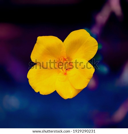 A single wild yellow flower Royalty-Free Stock Photo #1929290231