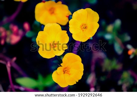  Wild yellow flower in multi colour background Royalty-Free Stock Photo #1929292646