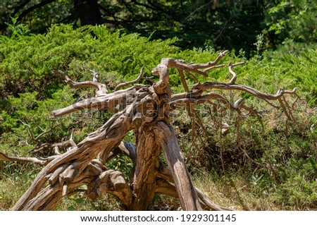 Weathered juniper bush in nature park