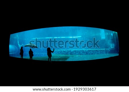 dolphin tank in aquarium with people silohuette